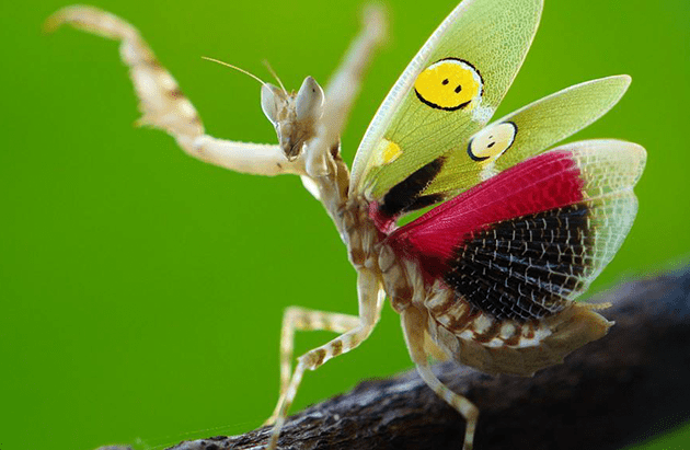 Creobroter gemmatus Modliszka Oczkowa Piękna ! - 7862124574 - oficjalne