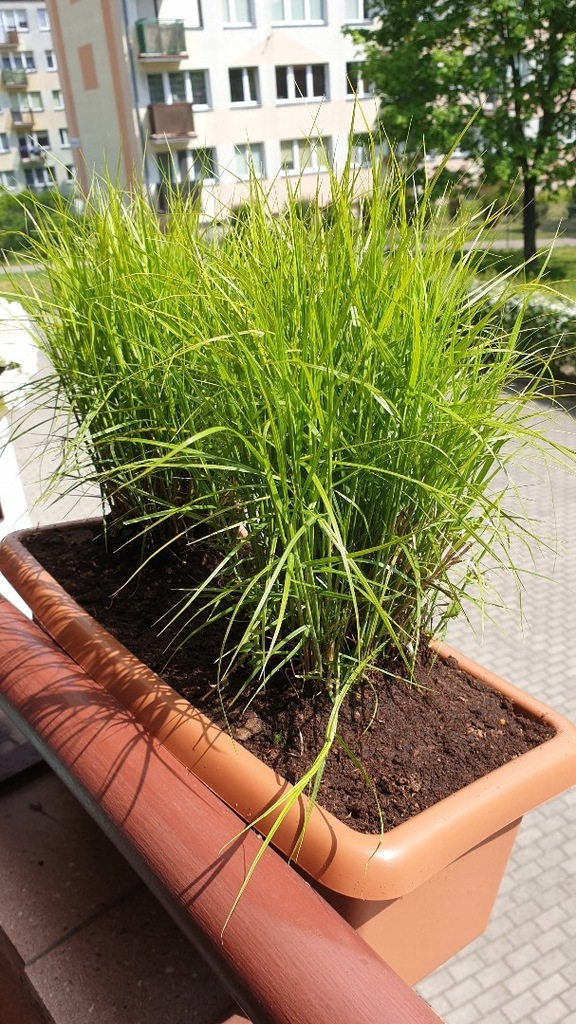 Купить Пальмовая осока Little Midge p9 декоративная трава: отзывы, фото, характеристики в интерне-магазине Aredi.ru