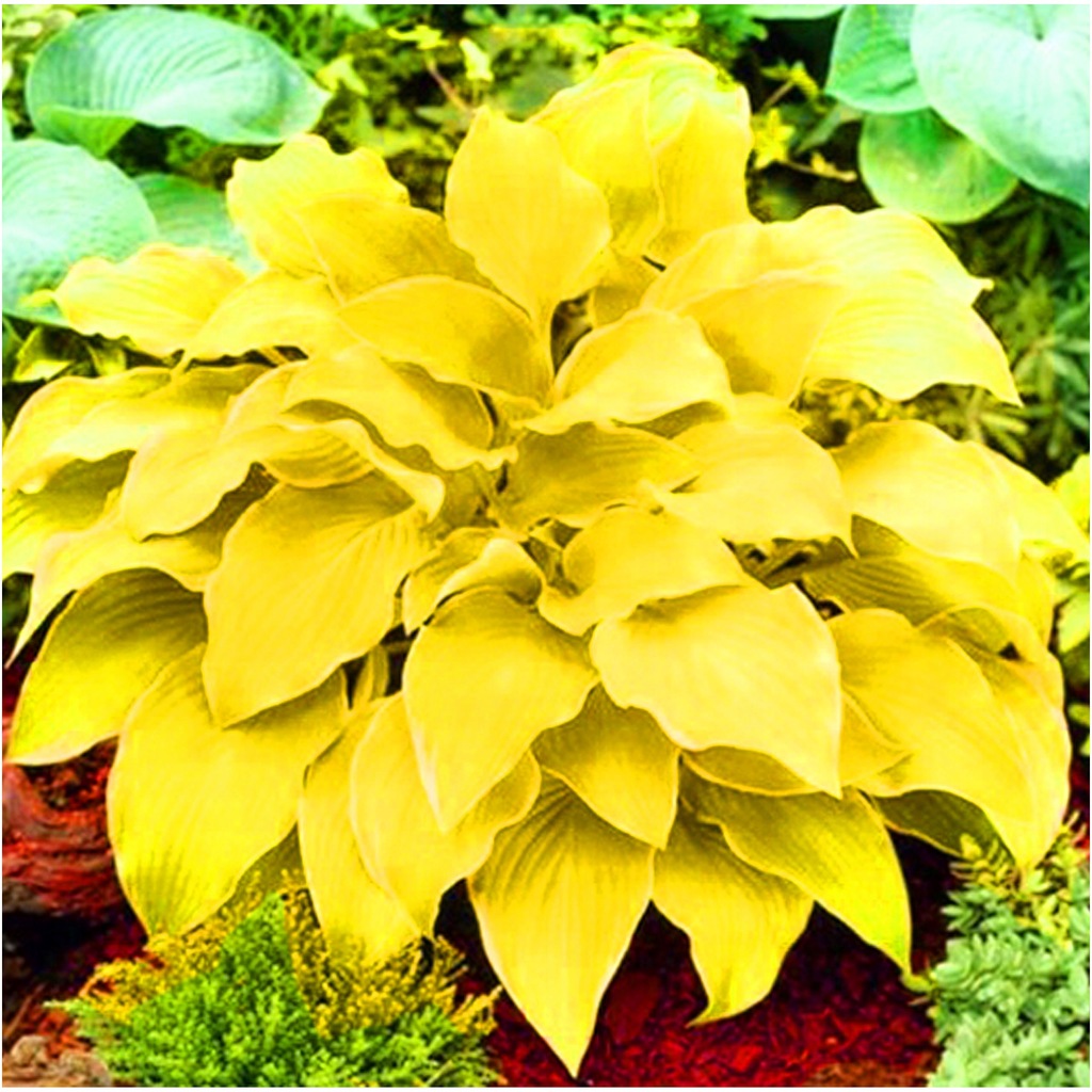 HOSTA ŻÓŁTA GOLD BIRD DUŻE LIŚCIE sadzonki 1 szt. + GRATIS