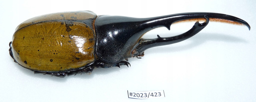Chrząszcz Dynastes hercules +130mm samiec .