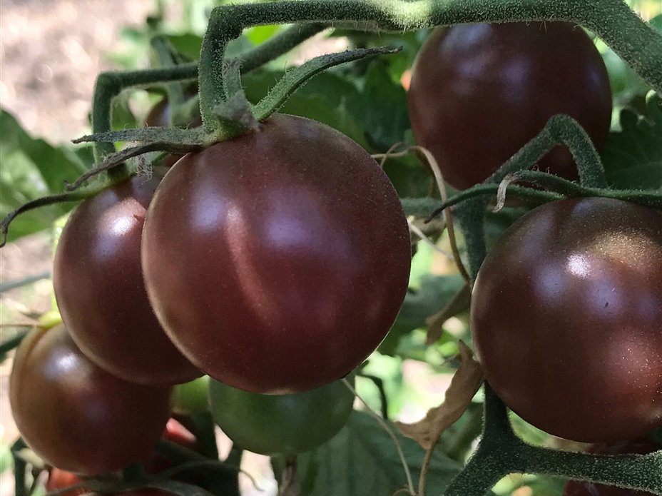 Купить Помидор БЛЭК ЧЕРРИ, исключительно вкусные семена: отзывы, фото, характеристики в интерне-магазине Aredi.ru