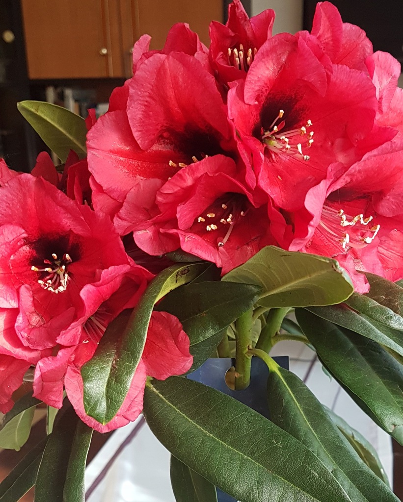 Rododendron, różanecznik Red Devil niespotykany 9223080949