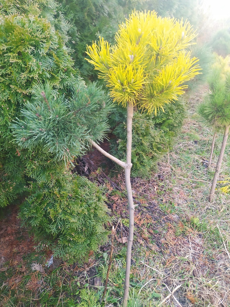 Sosna iglaki formowane