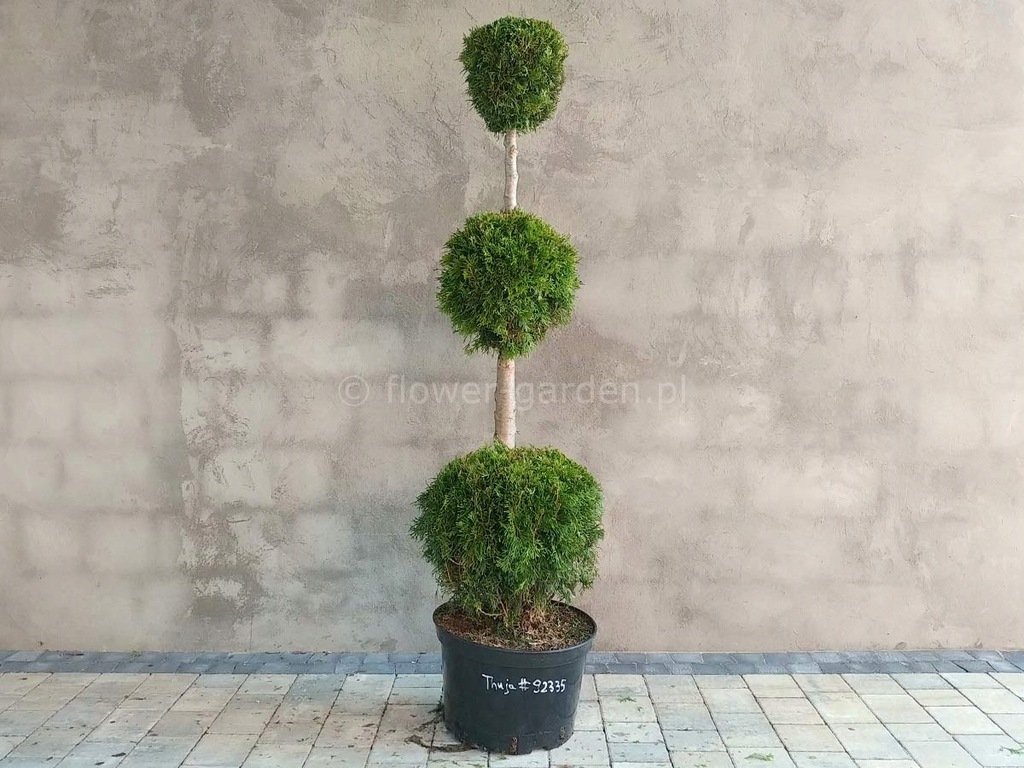 Żywotnik zachodni Smaragd formowany 3 kule 150cm