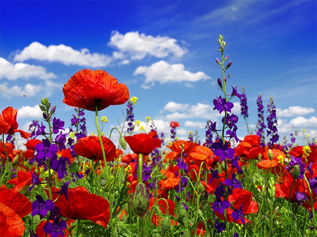 Mieszanka nasion - łąki kwietne 100g Agro-Land Kwietna Łączka 40 składników