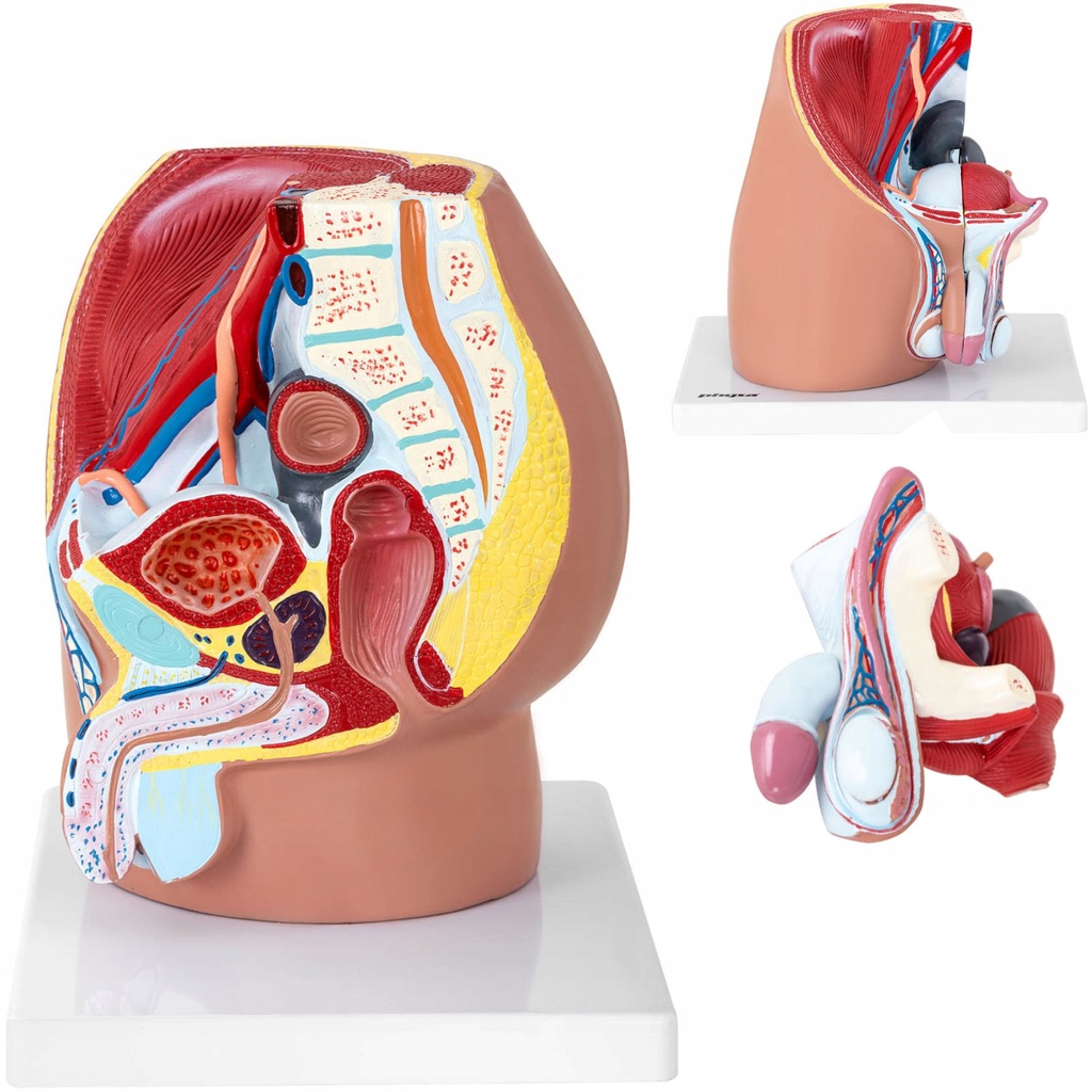 MODEL ANATOMICZNY MIEDNICY MĘSKIEJ 3D