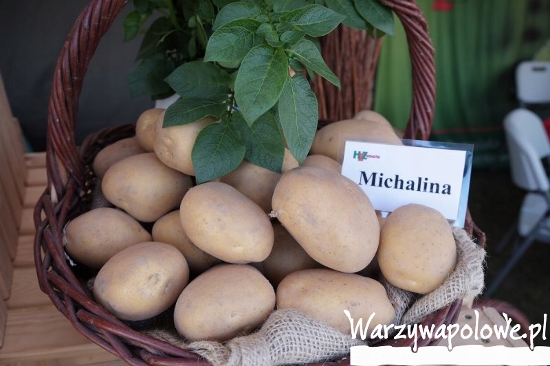 Ziemniaki jadalne od rolnika MICHALINA 24kg