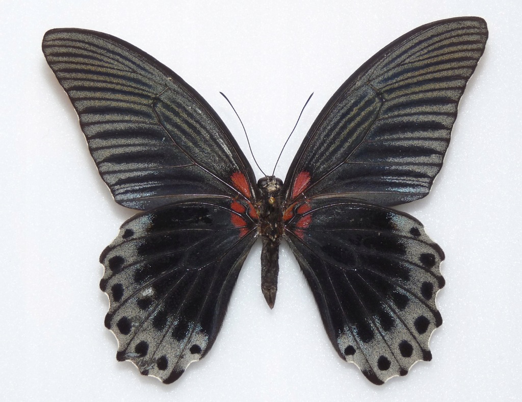 Motyl Papilio lowi samiec .