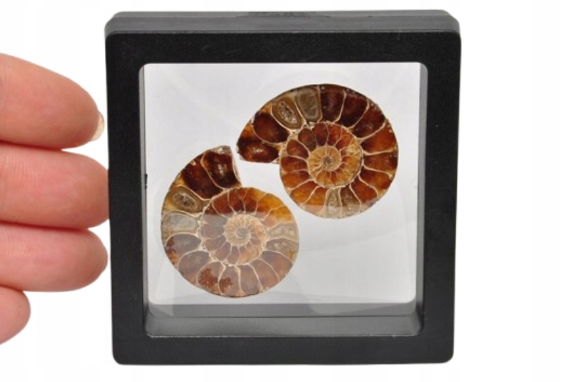 * AMONIT KOMPLET MADAGASKAR SKAMIENIAŁOŚĆ W CZARNEJ RAMCE 3D OKAZ NR 3 *