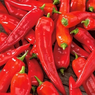 PAPRYKA CYKLON ŚWIEŻA CZERWONA 0,5KG