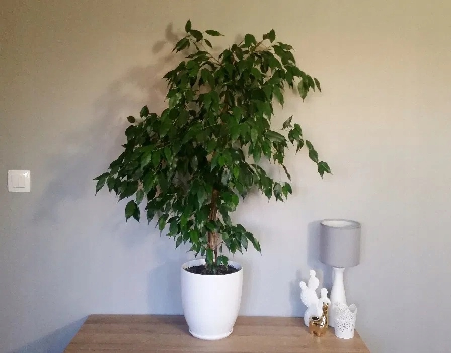 Kwiatek Benjamin Exotic Beniaminek Ficus Fikus