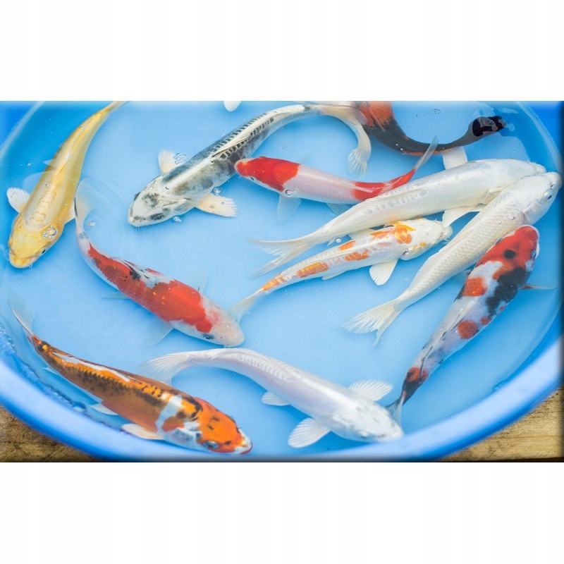 Tropical Koi & Goldfish Vegetable 50 l worek 7929012194 oficjalne