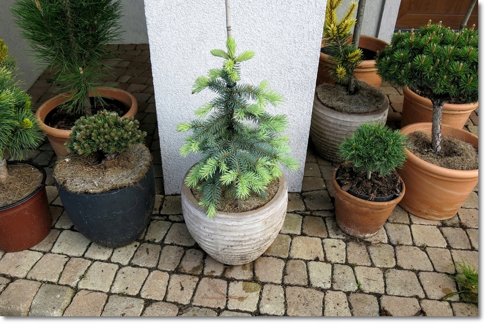 Picea pungens 'Jan Byczkowski' - Unikat !!!