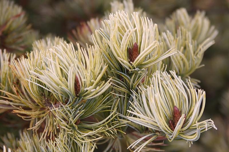 Pinus parviflora 'Ogon Janome' - ZŁOTE OKO WĘŻA !