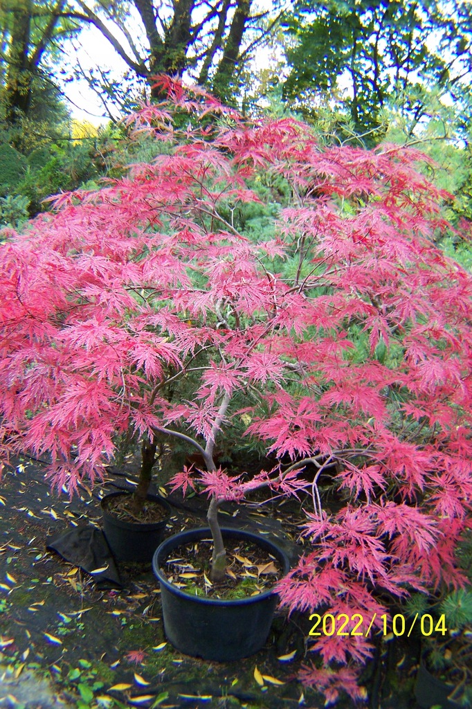 Klon Haini czerwony japoński okaz XXL palmowy inny - 12699351908