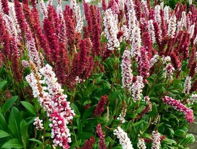 Persicaria bistorta Superba Rdest wężownik w p9 - 12250681308