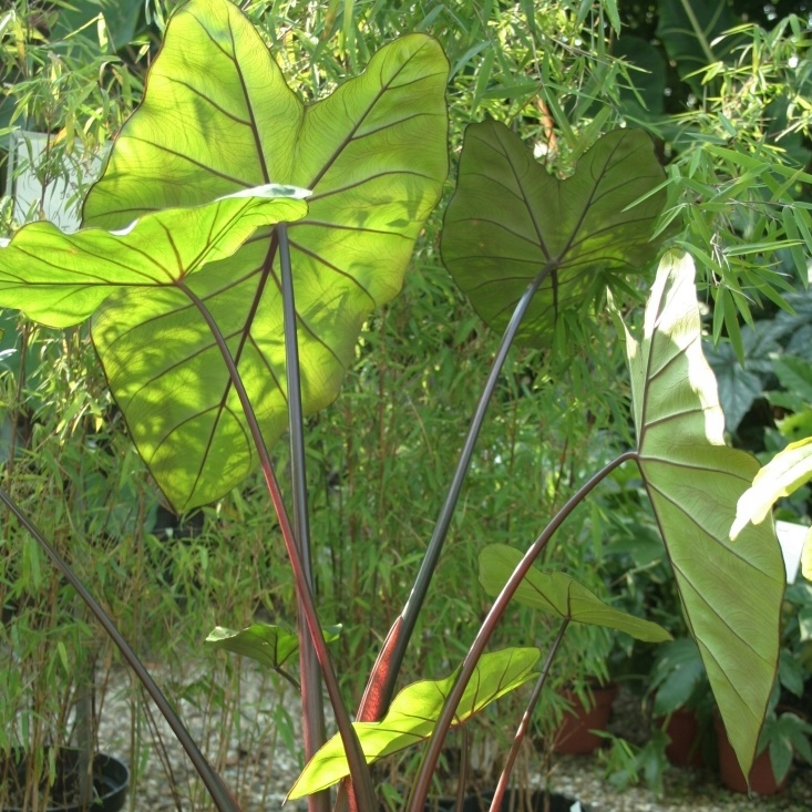 Kolokazja Colocasia Black Stem KOLEKCJONERSKA