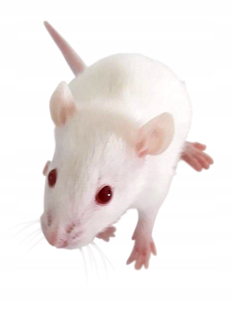 Myszy mrożone noworodki oseski 50 szt