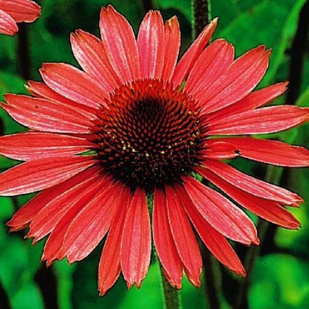 ECHINACEA - JEŻÓWKA RED MAGNUS 1 szt *B