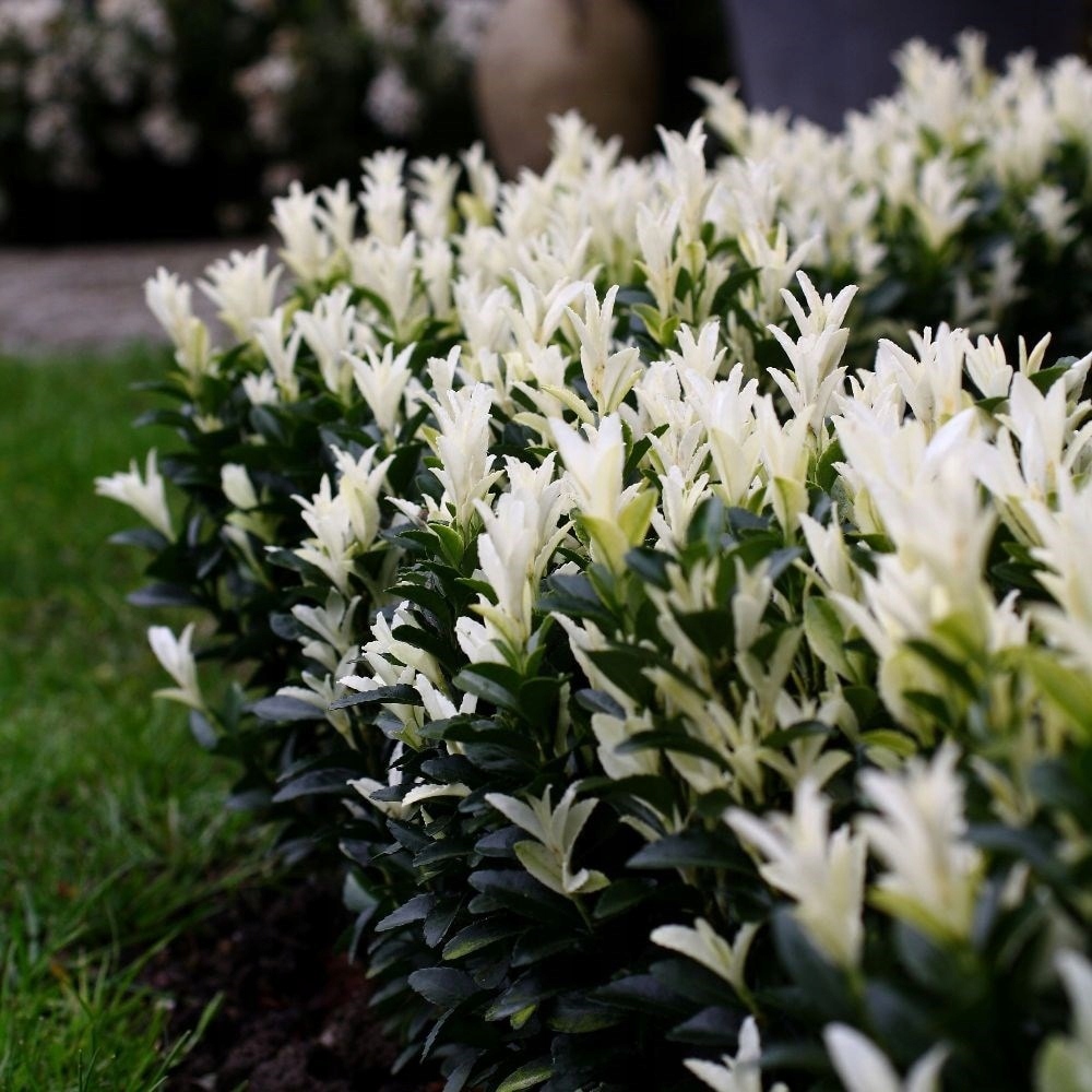 TRZMIELINA Paloma Blanca MINIATURA BIAŁE PRZYROSTY