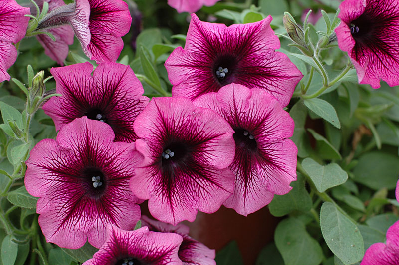 Петуния Veranda Orchid