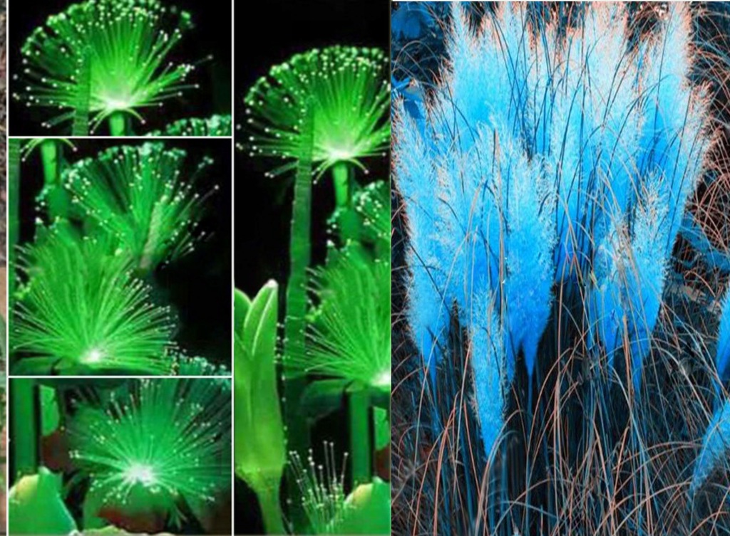 FLUORESCENCYJNY EMERALD + GRATIS