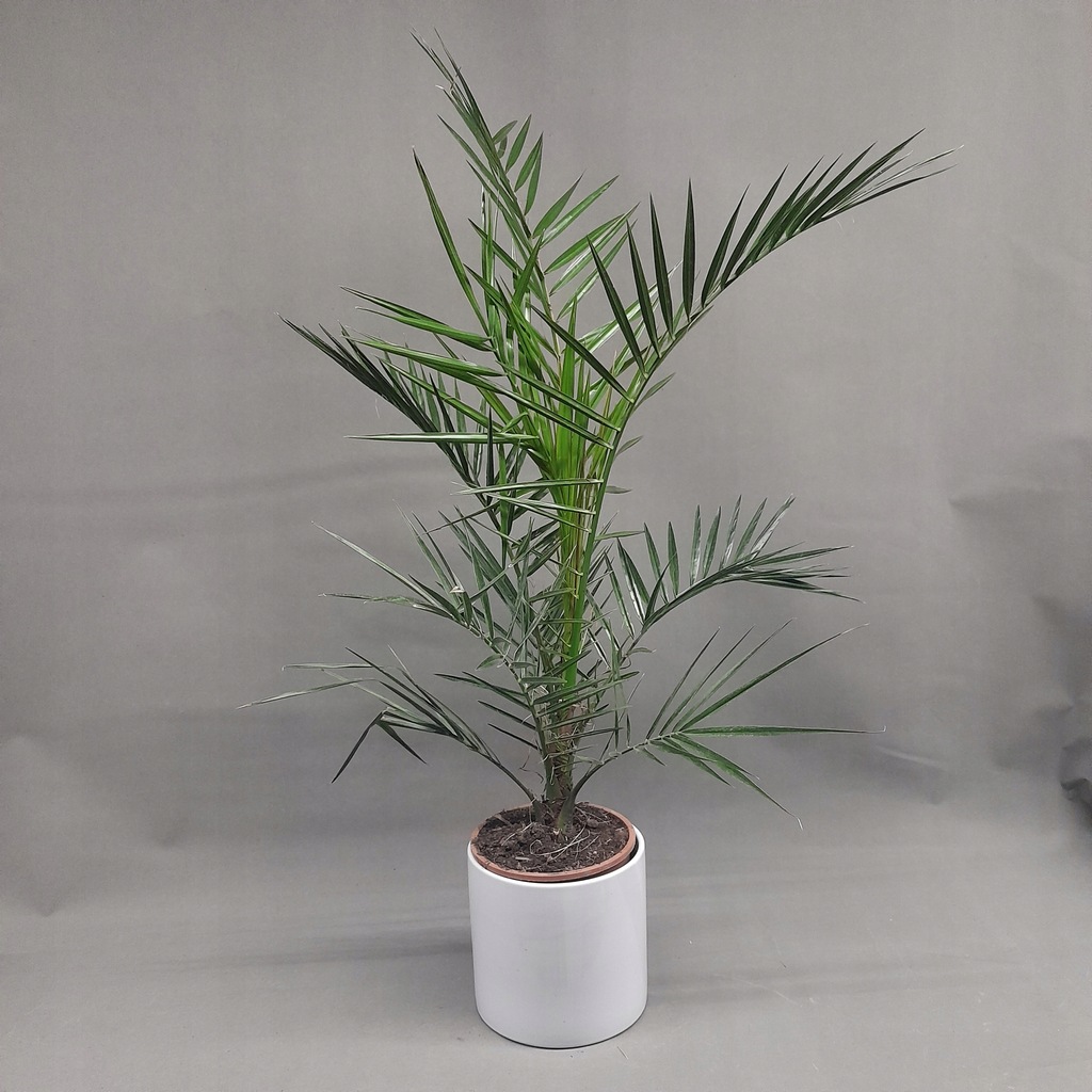 Palma Phoenix Canariensis Fenix Feniks 85cm