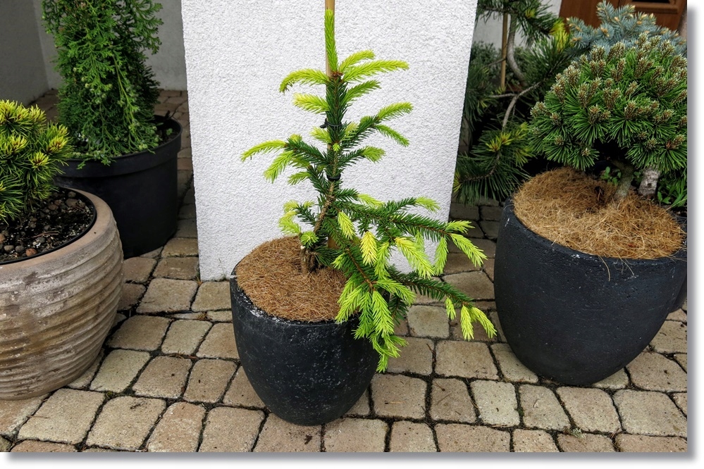 Picea abies Perry's Gold - RARYTAS !!!