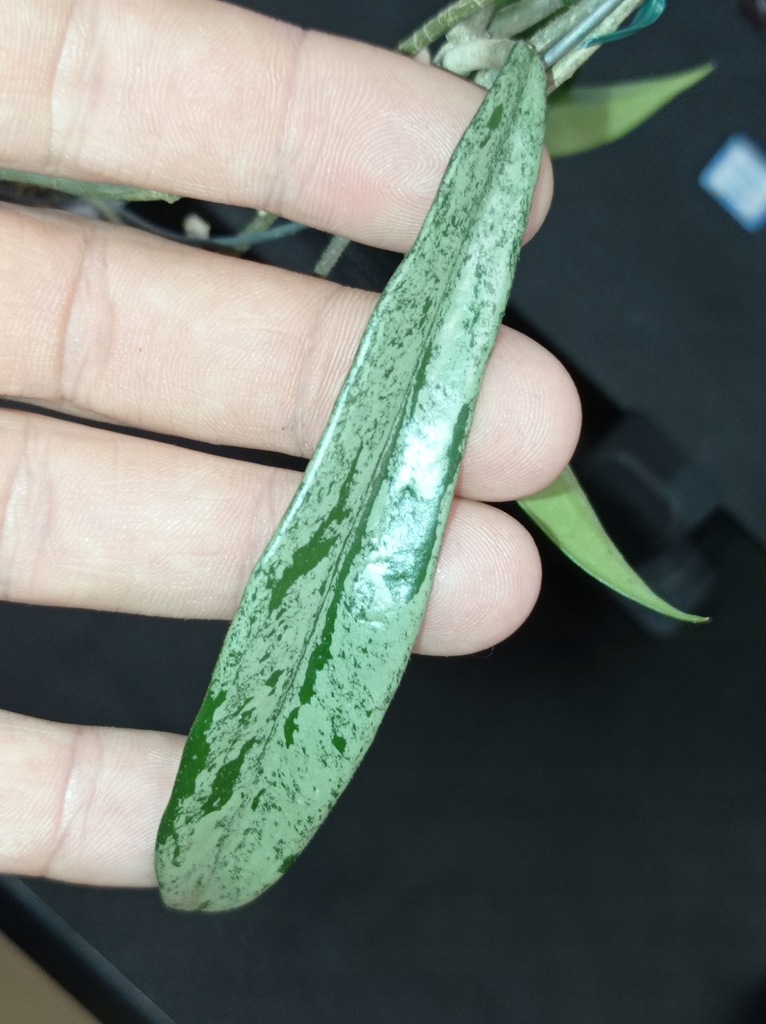 Hoya Hoja MINIBELLE SPLASH cięta - 12080634980 - oficjalne archiwum Allegro