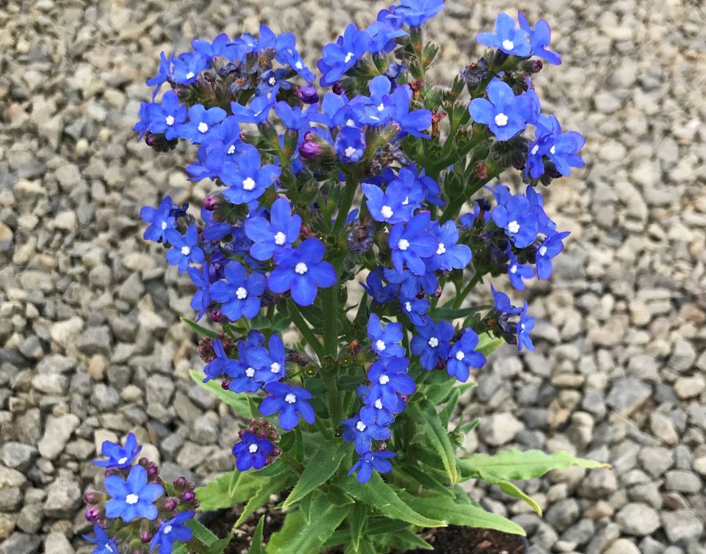 Farbownik Lekarski Anchusa officinalis