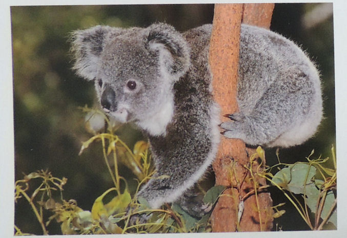 Wyślę kartkę z Australii - Koala je śniadanko