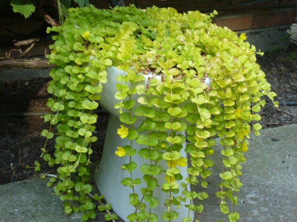 Tojeść rozesłana Aurea roślina okrywowa