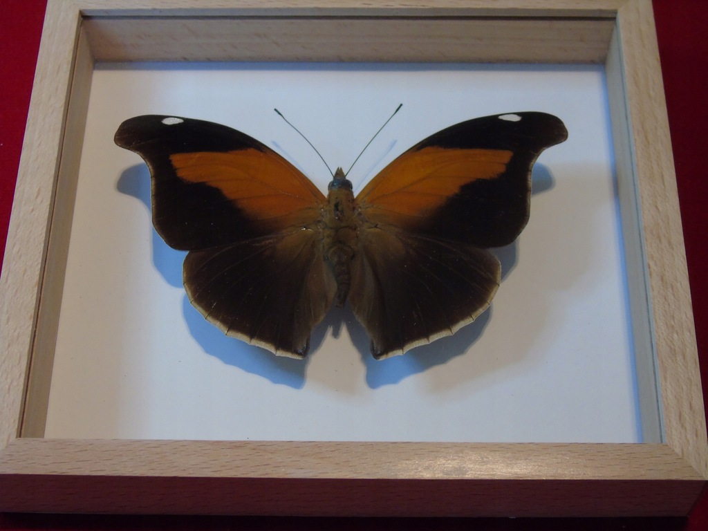 Motyl w ramce 16 x 14 cm . Historis odius z Peru .