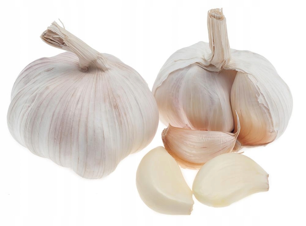 Czosnek wiosenny JANKIEL niespotykana odmiana 10sz