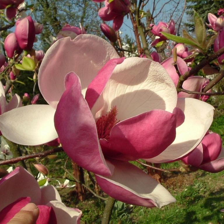 Magnolia soulangeana 'Rustica Rubra' - DWU BARWNA - 12388151050 - oficjalne archiwum Allegro