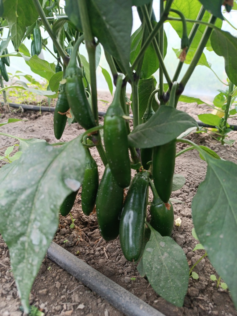 Jalapenio 2 Kg !! Papryka ostra!