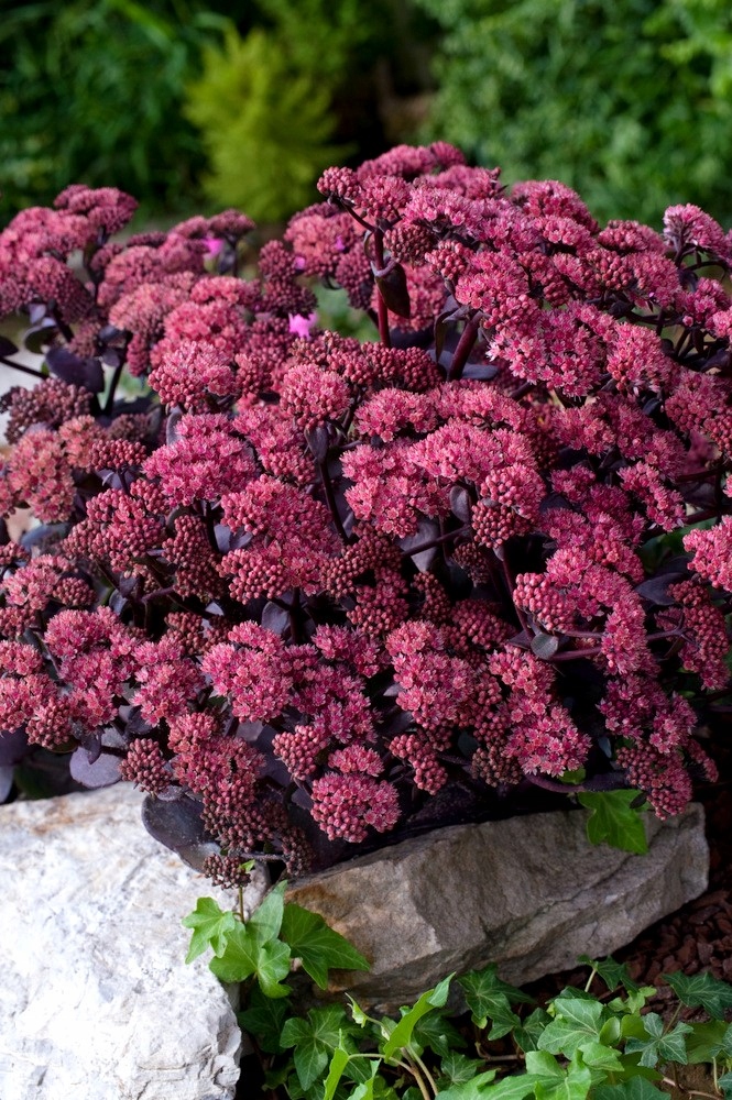 Rozchodnik Xenox - Sedum - Czarujący - Sadzonka
