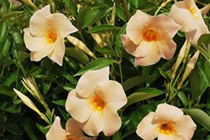 SUNDAVILLE APRICOT - ŁOSOSIOWA, BRZOSKWINIOWA