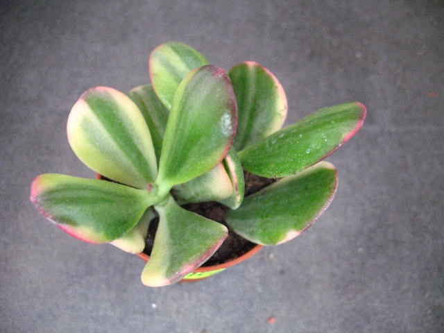 Crassula obliqua tricolor 2968 don5,5cm PG1019P