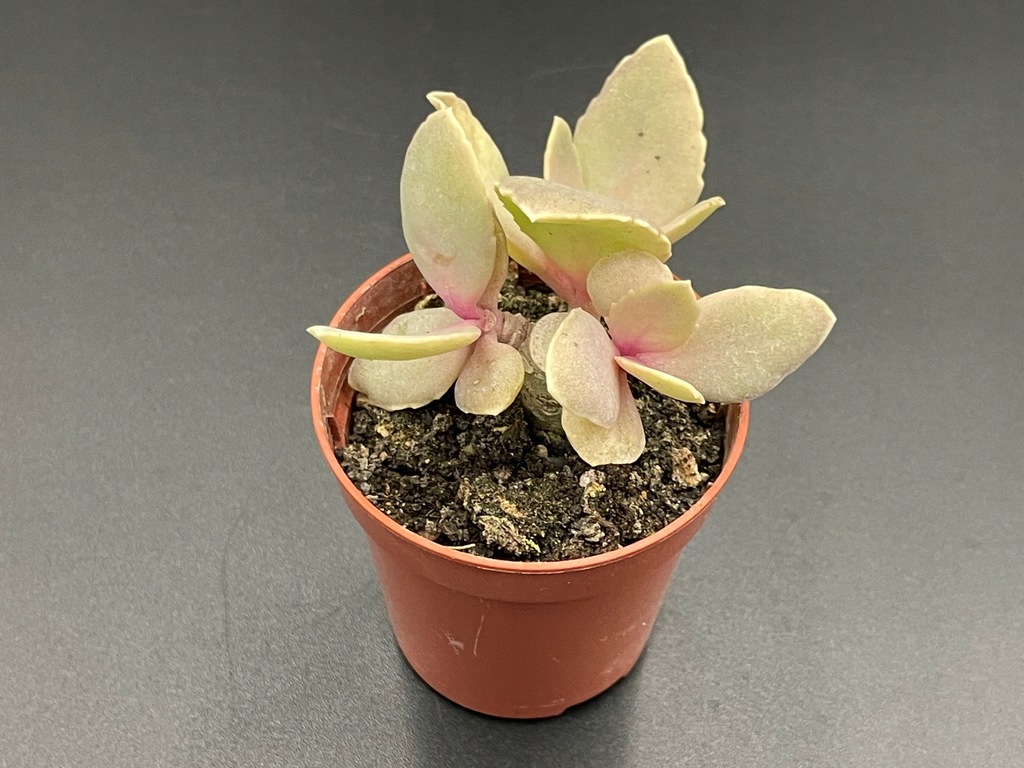 Kalanchoe longiflora 418