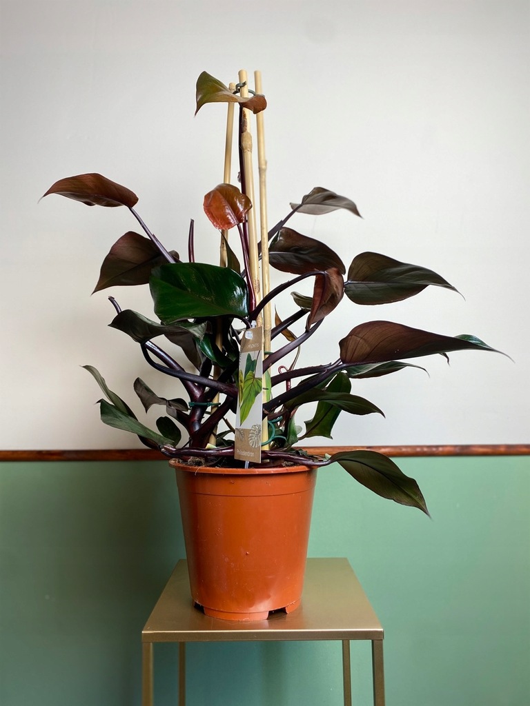 Philodendron Ruby PIĘKNE LIŚCIE PROSTA UPRAWA