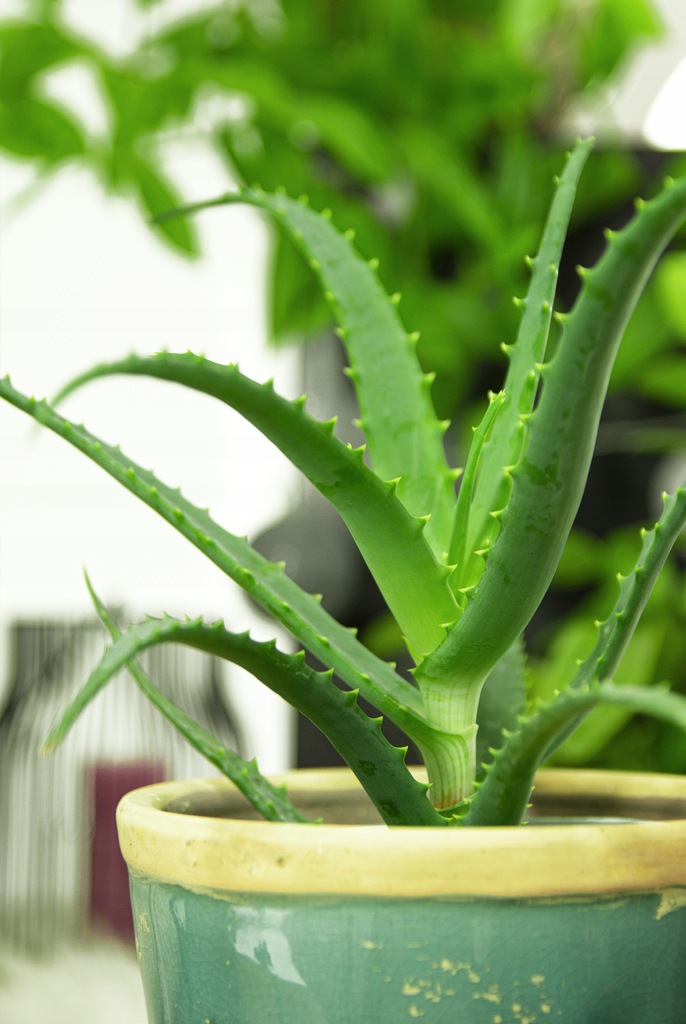 ALOES doniczkowy Duża sadzonka Kwiat domowy