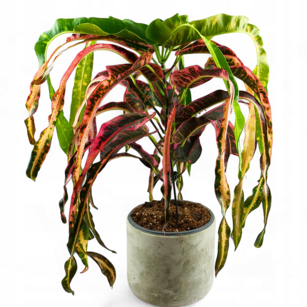 Croton Codiaeum KROTON DREADLOCK DØ19cm kolorowe, oryginalne DRZEWKO RASTA