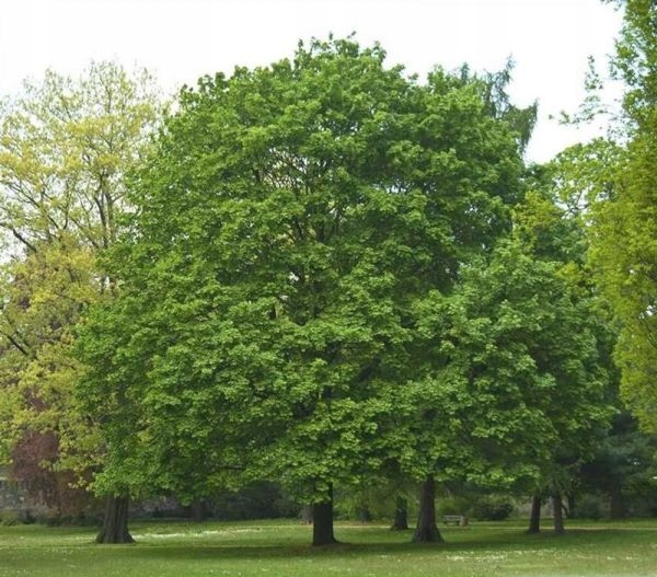 Klon zwyczajny pospolity ZIELONY 100 cm na aleje