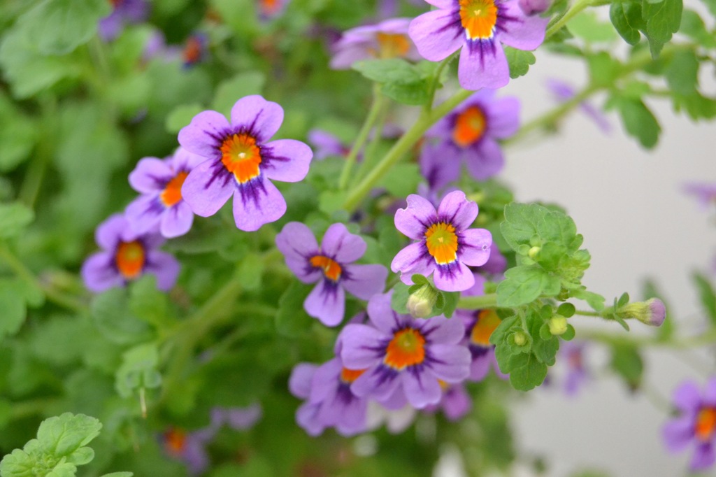 джеймсбриттения summerdream burgundy eye. джеймсбритения вегет summer dream burgundy eye. джеймсбриттения. лапчатка кустарниковая голдстар. джеймсбриттения цветок.