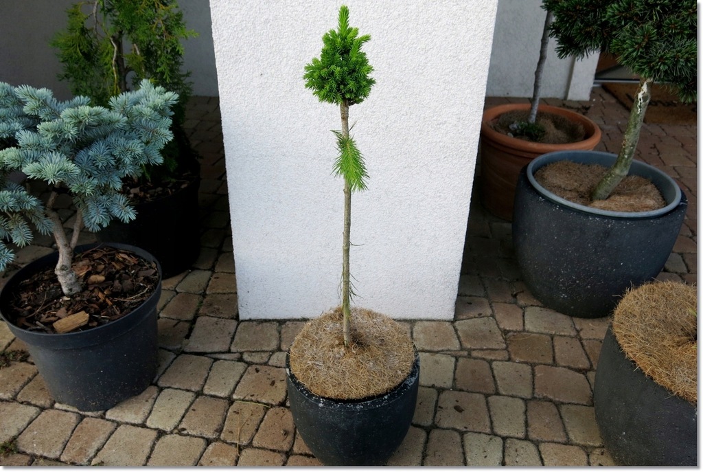 Picea abies 'Ripley Broom' - miniaturka !!!