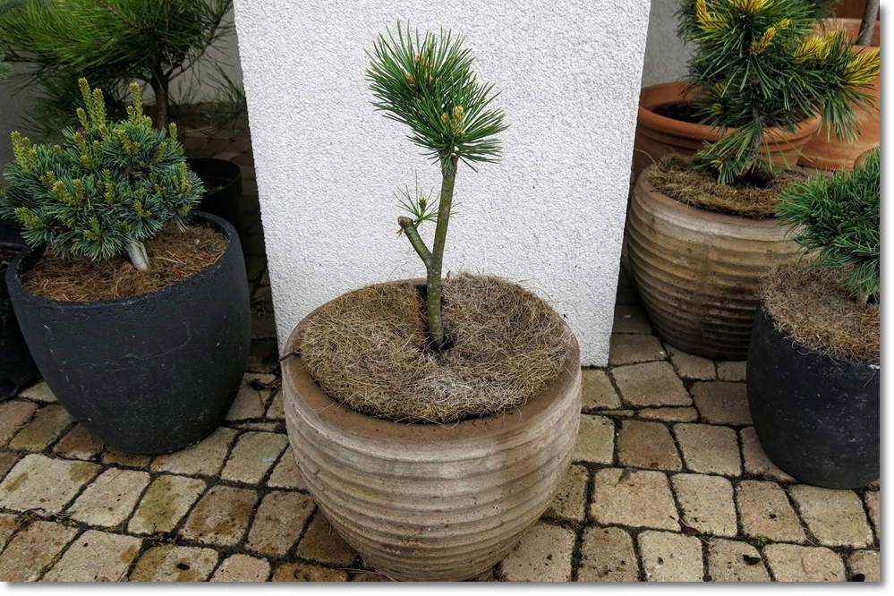 Pinus flexilis Elton - Rarytas !!!