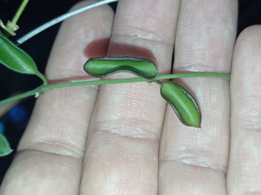 Hoya Hoja sp. MINI KENTIANA cięta