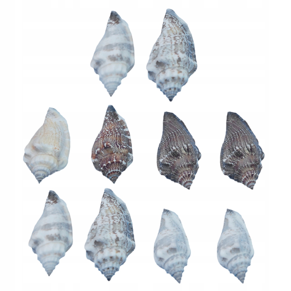 Beach Seashells Fish Tank Shells Spiral 10 Pcs - 13239138103 ...