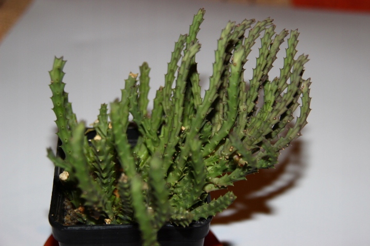 Sukulent Stapelia pepito
